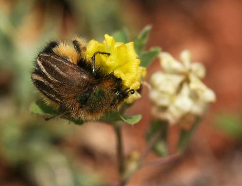 Eulasia bombylius