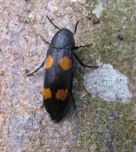 Réf. 86 295 : Dircaea australis