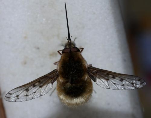 Réf. 86 181 : Bombylius medius