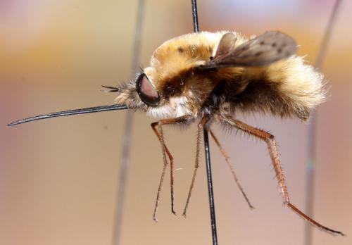 Réf. 86 182 : Bombylius medius