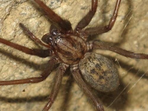 Eratigena atrica