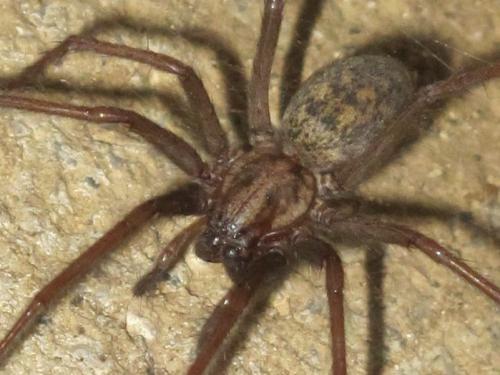 Eratigena atrica