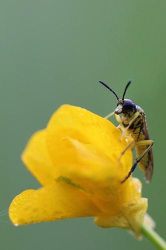 Tenthredo sp.