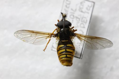 Chrysotoxum cautum