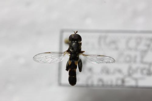 Syritta pipiens