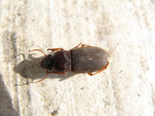 Pseudoophonus rufipes