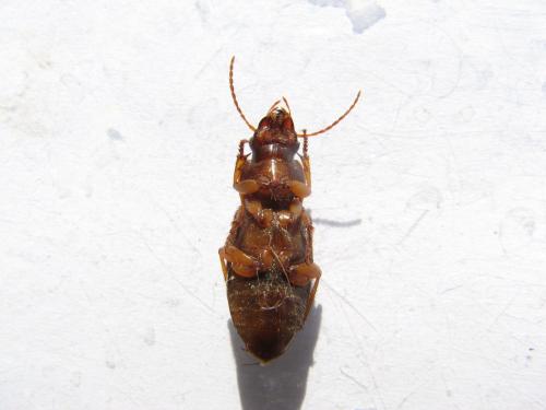 Réf. 86 394 : Pseudoophonus rufipes