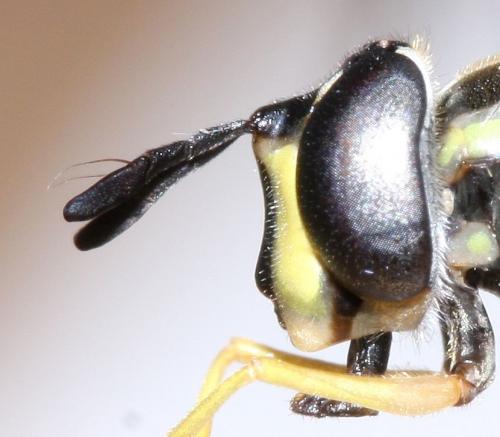 Chrysotoxum verralli