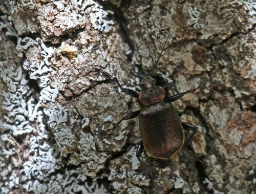 Réf. 86 636 : Calosoma inquisitor