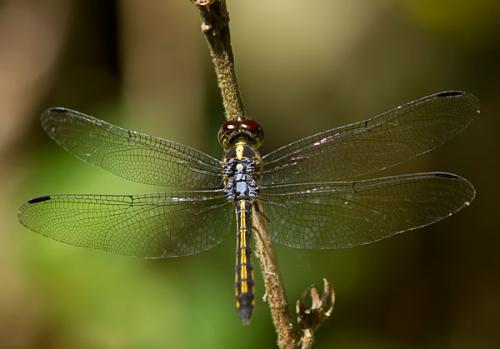 Potamarcha congener