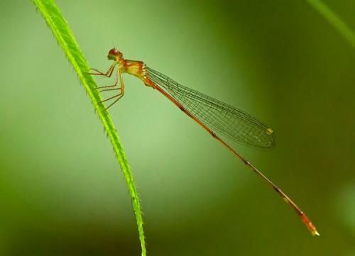 Pericnemis sp.