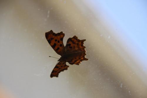 Polygonia c-album