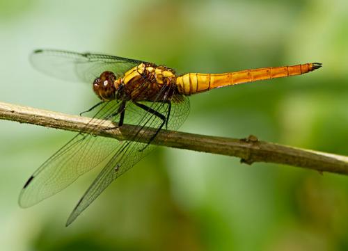 Orthetrum sp.
