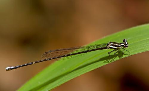 Prodasineura autumnalis