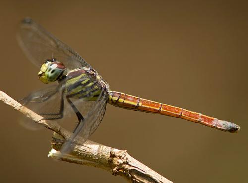 Lathrecista asiatica