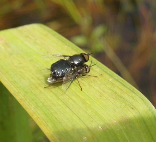Réf. 86 503 : Odontomyia tigrina
