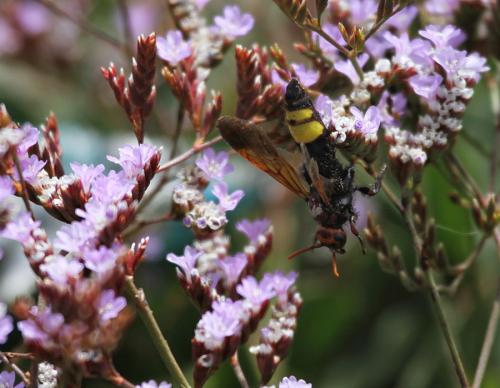 Scolia erythrocephala