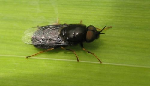Réf. 86 504 : Odontomyia tigrina