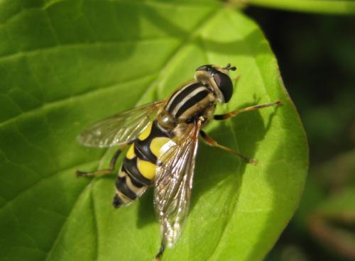 Helophilus trivittatus