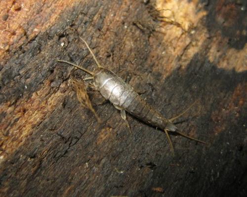 Lepisma saccharina