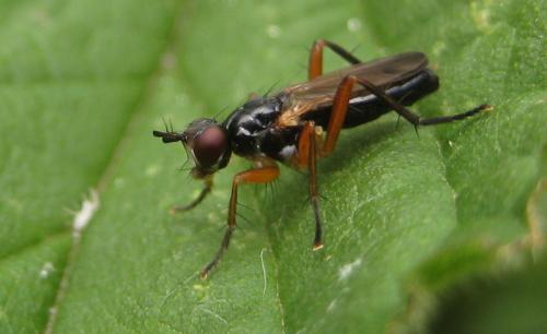 Cordilura albilabris