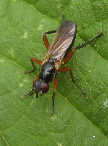 Cordilura albilabris