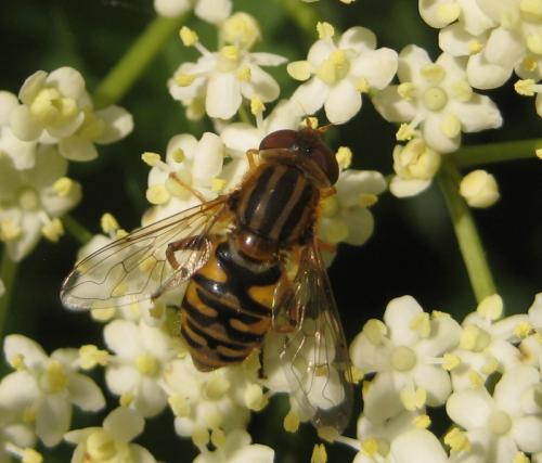 Réf. 86 691 : Parhelophilus versicolor