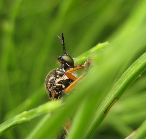 Dioctria rufipes