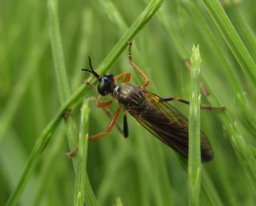 Dioctria rufipes