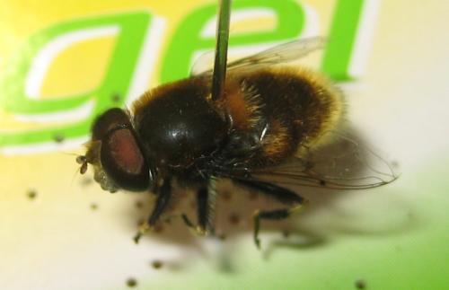 Réf. 86 695 : Eristalis intricaria