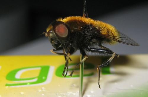 Réf. 86 803 : Eristalis intricaria