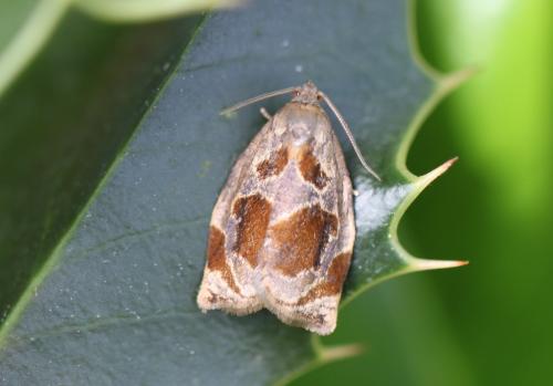 Réf. 86 318 : Archips crataegana