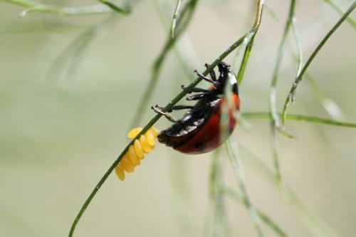 Coccinella septempunctata