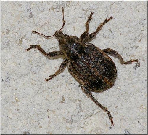 Réf. 86 408 : Brachypera zoilus