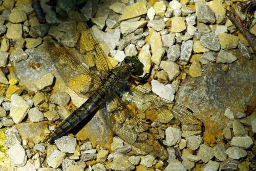 Orthetrum cancellatum
