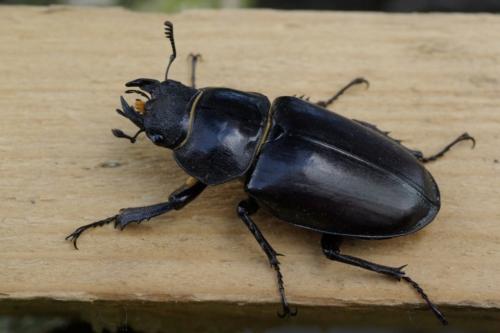 Réf. 86 107 : Lucanus cervus
