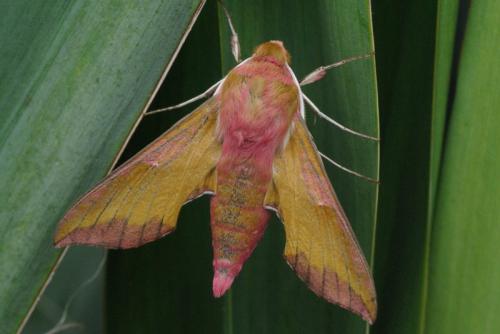 Réf. 86 078 : Deilephila porcellus