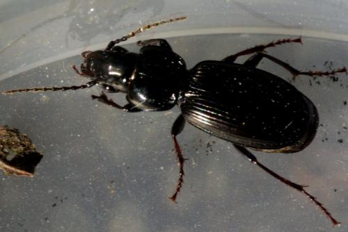 Pterostichus madidus