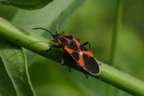 Tropidothorax leucopterus