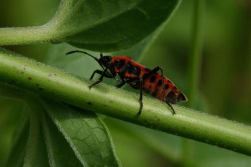 Tropidothorax leucopterus