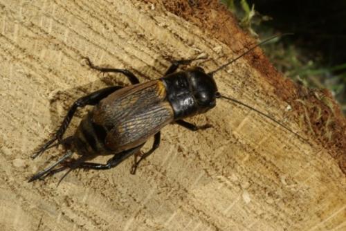 Réf. 86 722 : Gryllus campestris