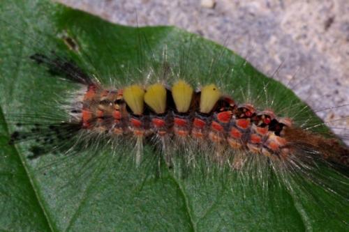 Orgyia antiqua