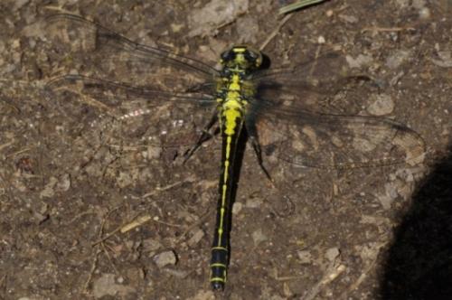 Gomphus vulgatissimus