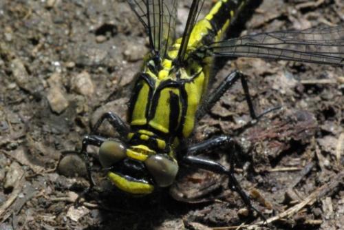 Gomphus vulgatissimus