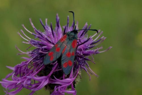 Zygaena filipendulae