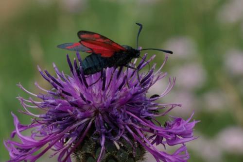 Zygaena filipendulae