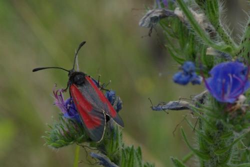 Zygaena sp.