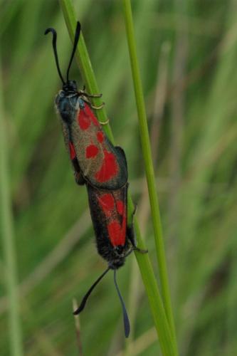 Zygaena loti