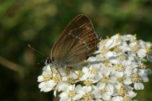 Réf. 86 969 : Satyrium acaciae