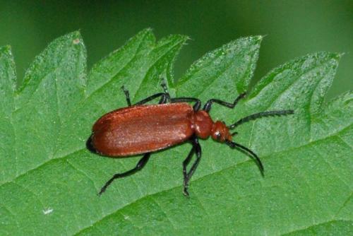 Réf. 86 245 : Pyrochroa serraticornis